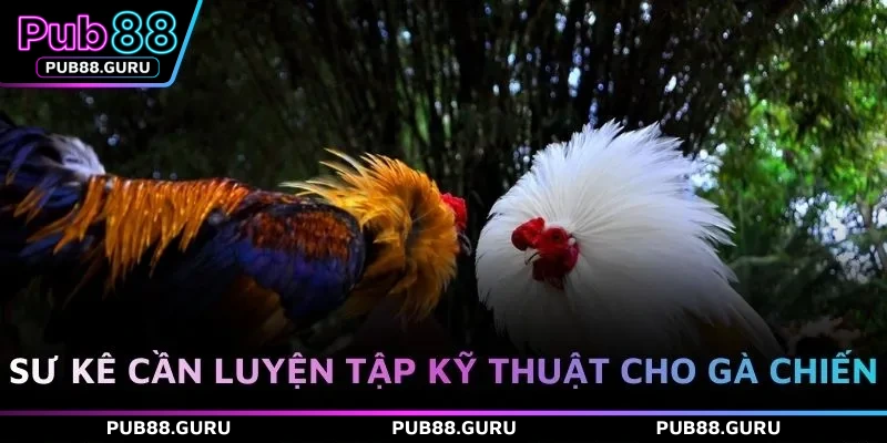Sư kê cần luyện tập kỹ thuật cho gà chiến