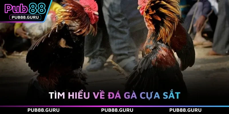 Tìm hiểu về đá gà cựa sắt